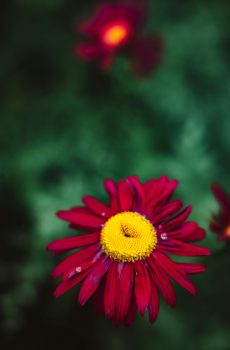 pexels-roman-odintsov-8355534-scaled